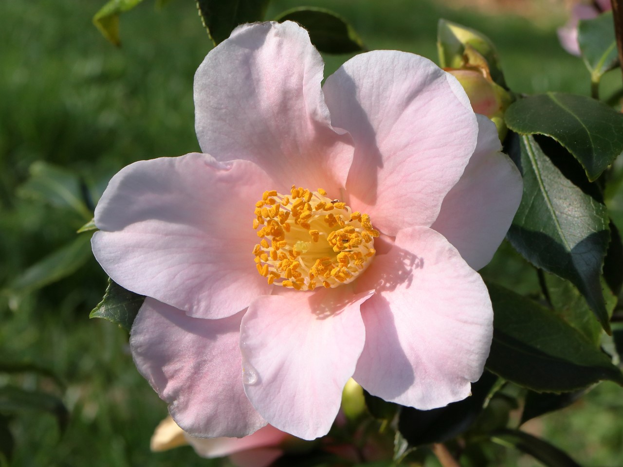 C. japonica 'Jennifer Turnbull'